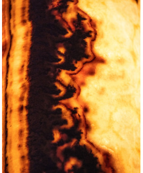 Salvatrix 210.530.03