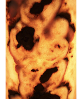 Onyx Flamma