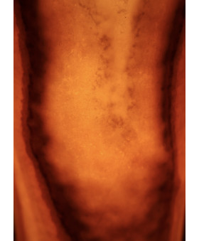 Onyx Flamma