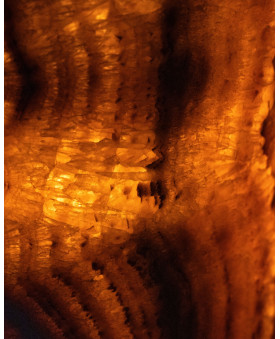 Silens Ignis Collection